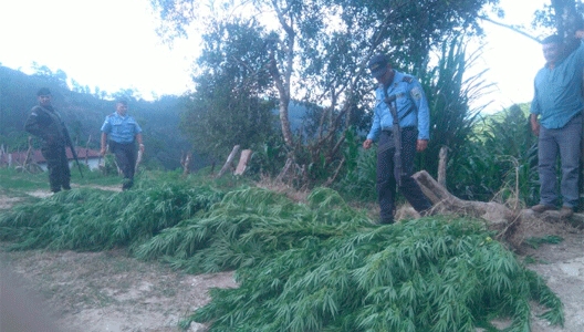 Decomisan M S De Plantas De Marihuana En Occidente De Honduras