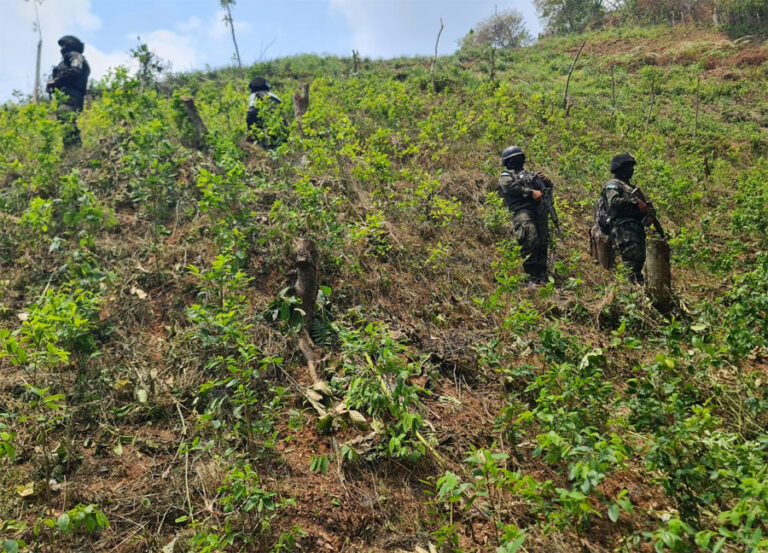 Nueva plantación de coca encuentran en Patuca Proceso Digital