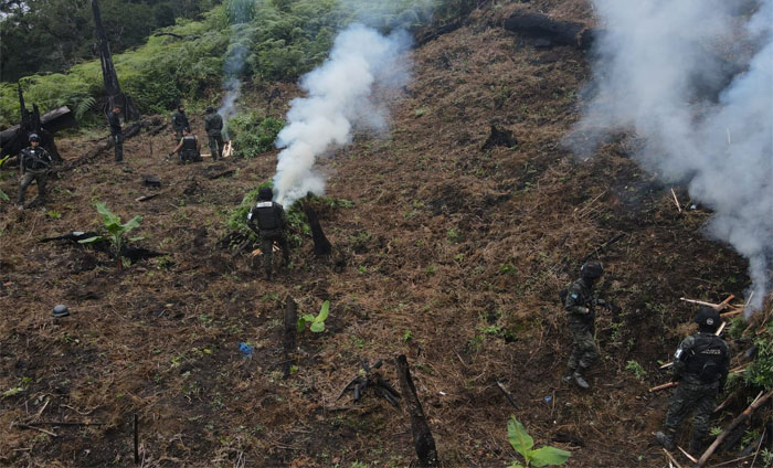 Incineran Mil Plantas De Marihuana Incautadas En Yoro Proceso Digital