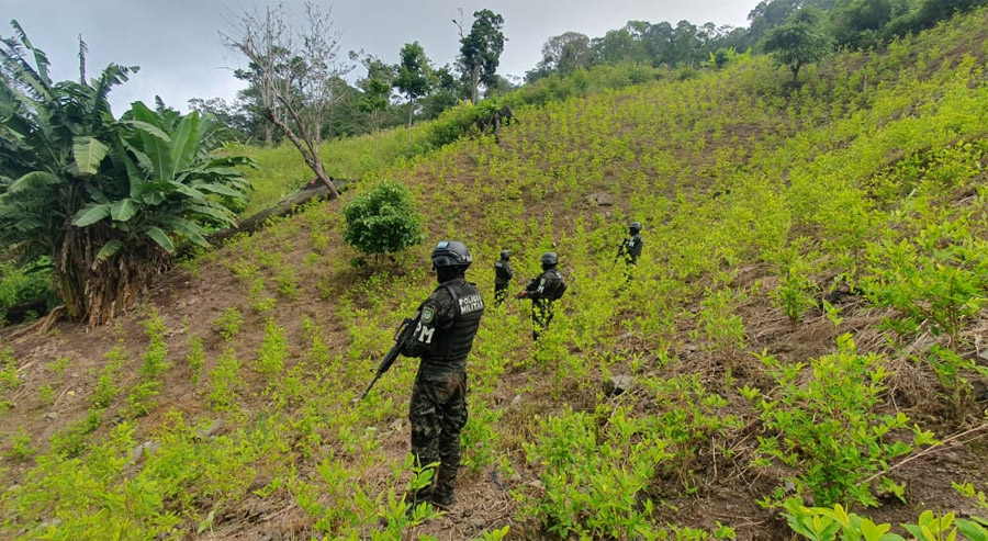 En Olanchito Yoro aseguran 80 mil arbustos de coca en plantación de