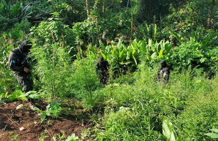 Aseguran Plantaciones De Coca Y Marihuana En Olancho Proceso Digital