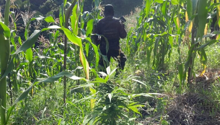 Aseguran 22 mil plantas de marihuana en Tocoa Colón Proceso Digital