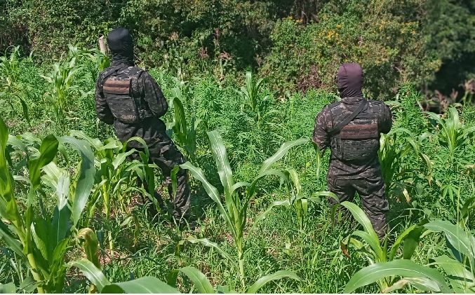 Aseguran Mil Plantas De Marihuana En Tocoa Col N Proceso Digital