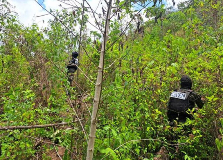 Aseguran Otros Mil Arbustos De Hoja De Coca En Atl Ntida Proceso