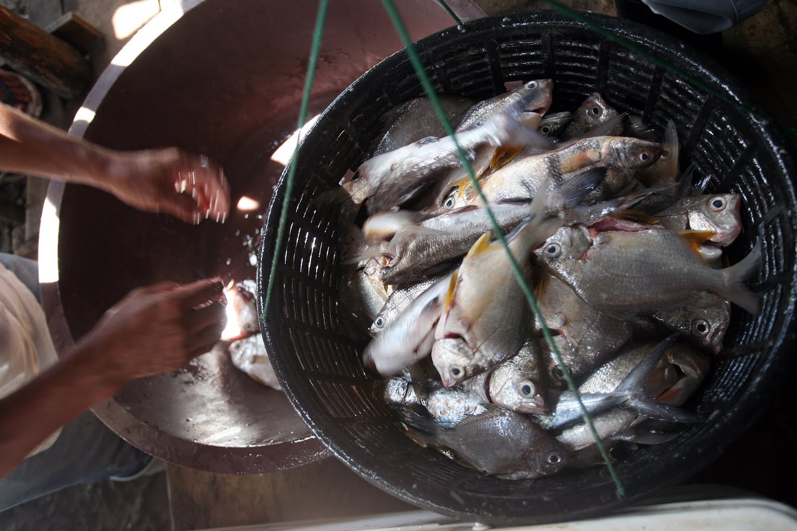 venta de pescados