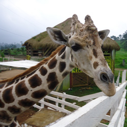 JIRAFA