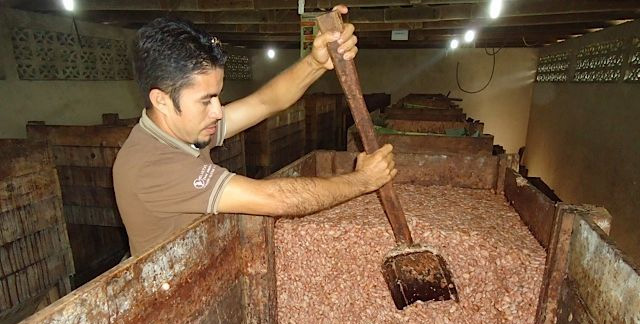 cacao-en-grano