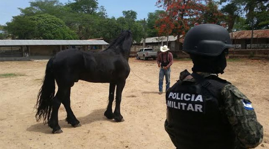 caballo-de-raza-incautado