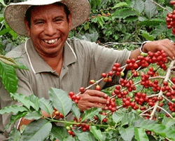 cafe-ocotepeque