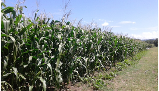 cultivo-de-maiz