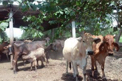 vacas-en-olancho