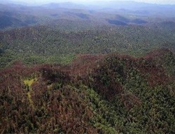 gorgojo en bosques
