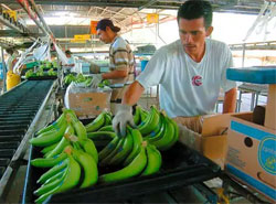 banano de exportación