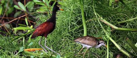 Aves en Honduras1