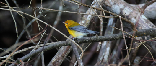 Aves en Honduras2