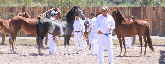 caballos4