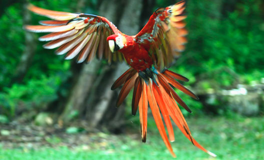 Guacamaya25852