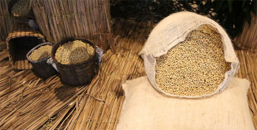 cafe hondureño grano