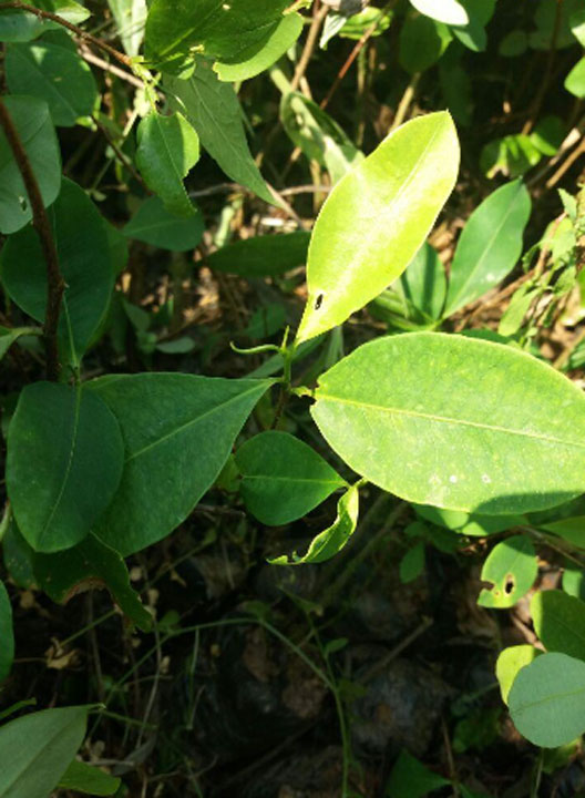 cocaGUA5