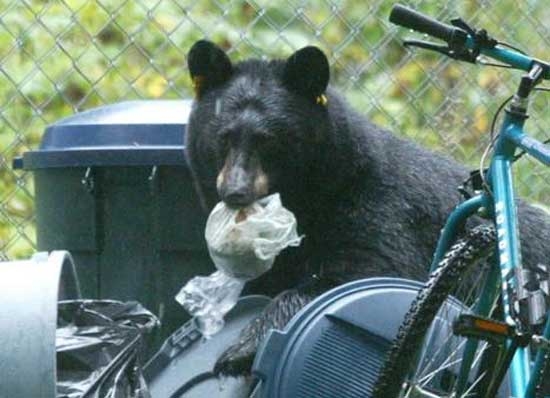 Un Oso Negro Ataca A Una Niña De 5 Años En El Patio De Su Casa En EEUU ...