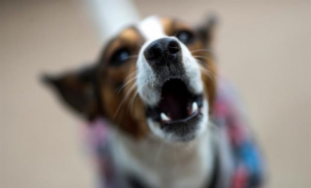 Un laboratorio de Nebraska quiere saber cómo piensan los perros