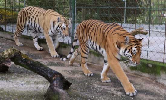 Tigres rayados