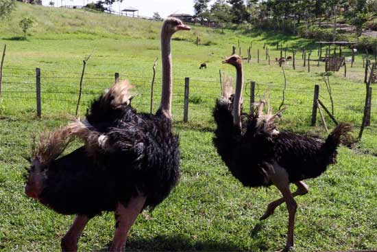 avestruces en joya grande