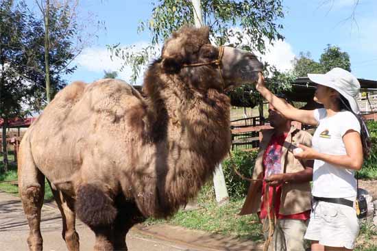 camellos en joya grande