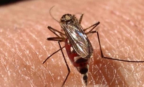 Investigadores brasileños identifican un fármaco que combate el virus de chikunguña