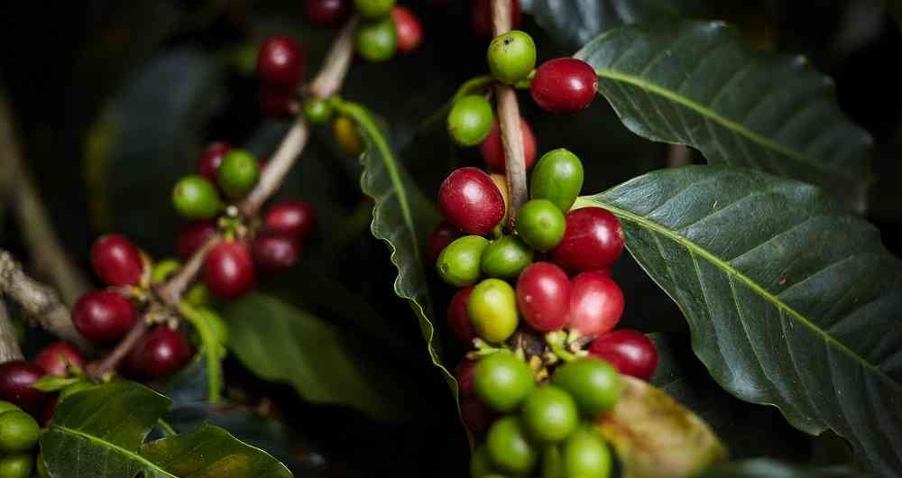 Centroamérica Acuerda Fortalecer El Sector Cafetalero Proceso Digital 1336