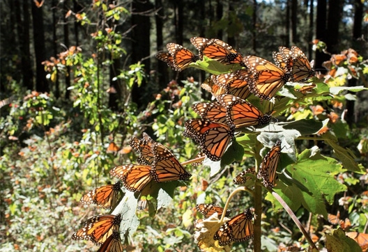 La Presencia De La Mariposa Monarca Aumenta 144 En Los Bosques Mexicanos Proceso Digital