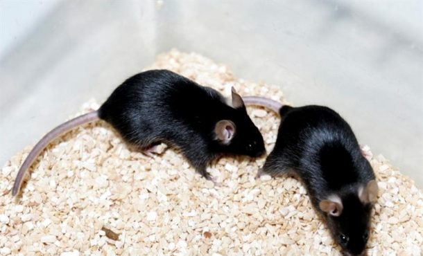 Aumentan la esperanza de vida en ratones con envejecimiento acelerado