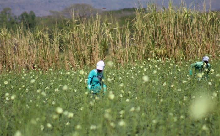 Plantaciones de Okra 1