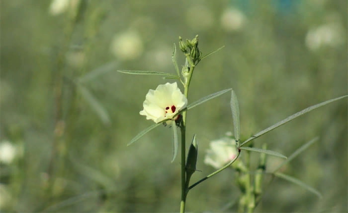 flor de Okra