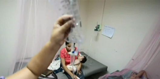 dengue hn1