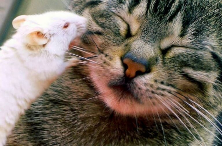 Un parásito de los gatos reduce el miedo y la ansiedad en roedores