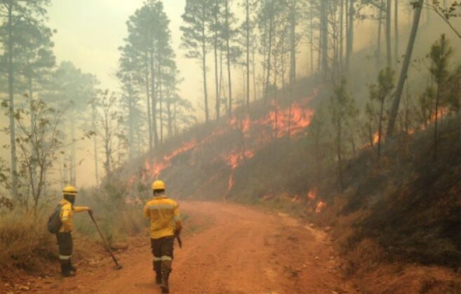 Más De 23 Mil Hectáreas De Bosque Han Destruido 487 Incendios Forestales En Honduras Proceso 1985