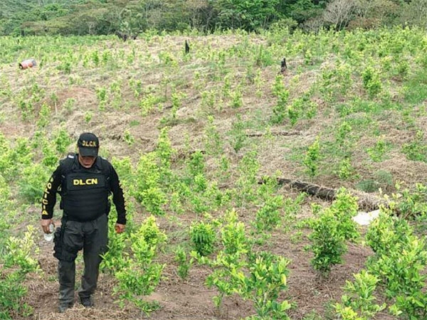 Localizan vivero con cuatro mil plantas de coca en Iriona, Colón
