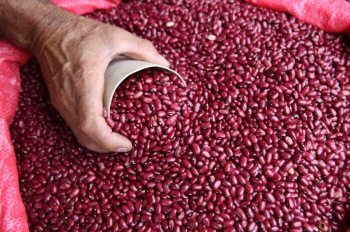 Gobierno autoriza compra de 100 mil quintales de frijoles para garantizar abastecimiento del grano | Proceso Digital