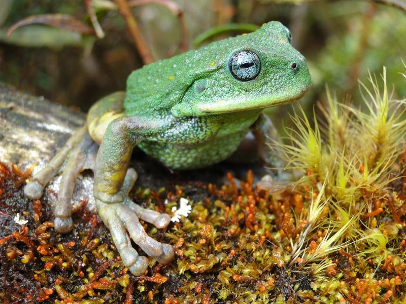 Descubren Dos Nuevas Especies De Ranas En La Amazonía Peruana Proceso Digital 0920