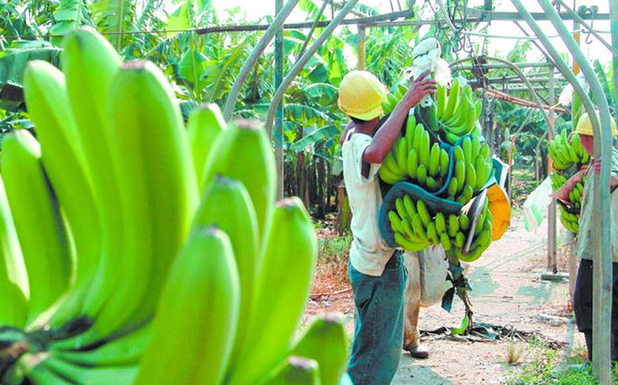 Exportaciones De Banano Hondureño Caerán En Un 50 Este Año Proceso