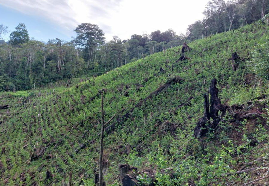 Siembra de coca llega a El Paraíso con hallazgo de 25 mil plantas y  narcolaboratorio | Proceso Digital