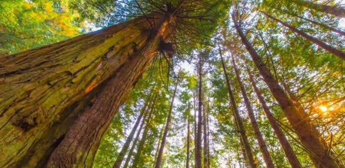 Un estudio revela la importancia de los árboles más longevos en los bosques  | Proceso Digital