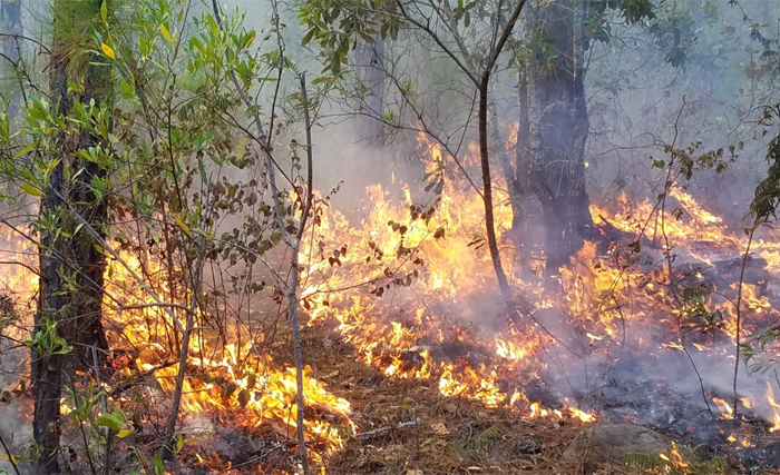 FM registra 128 incendios forestales activos, reporta ICF
