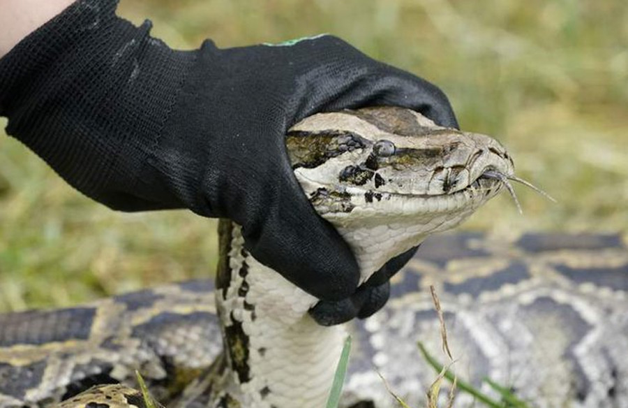 Florida sale a la caza de pitones en la mayor área silvestre tropical