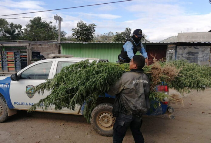 Más de 200 plantas de supuesta marihuana decomisa la Policía en El Paraíso  | Proceso Digital