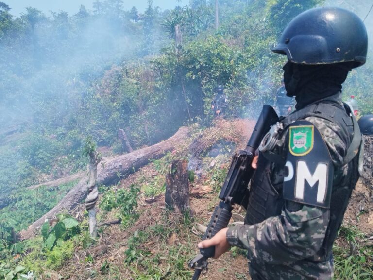 Policía Militar incinera 13 manzanas de arbustos de hoja de coca en La Masica, Atlántida