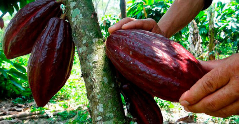 Reducción De Un 40 En Producción De Cacao Pronostica Aprosacao Reducción De Un 40 En Producción De Cacao Pronostica Aprosacao