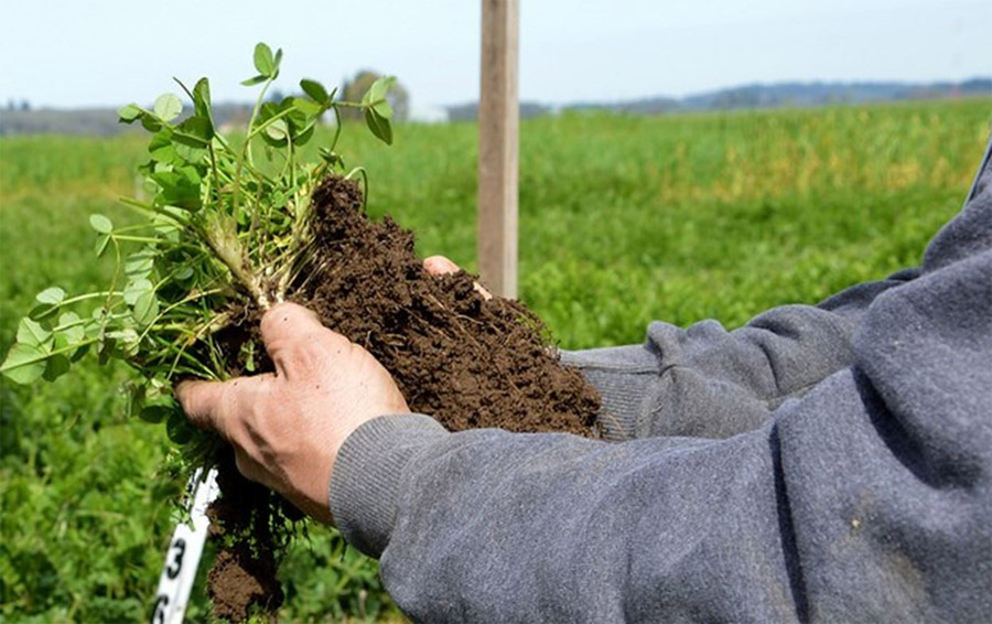 Agricultura regenerativa podría combatir crisis climática y mejorar producción en Honduras