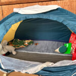 carpa-tran450